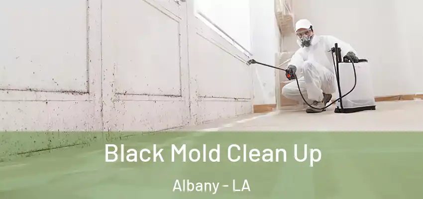 Black Mold Clean Up Albany - LA