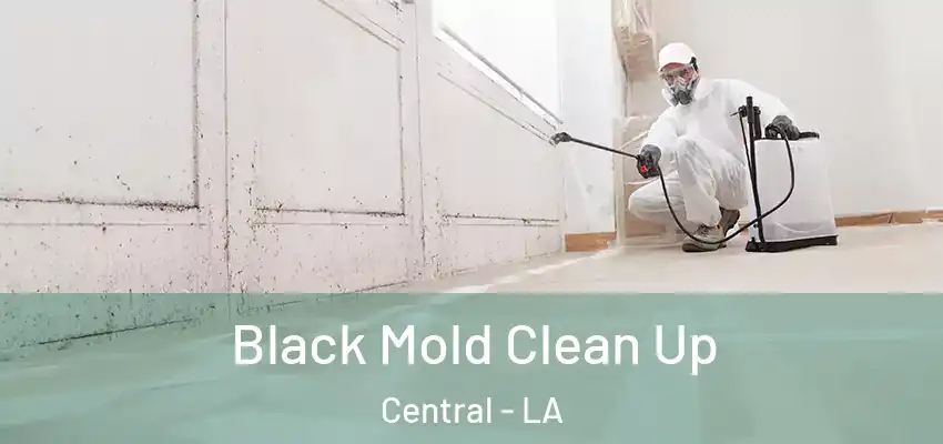 Black Mold Clean Up Central - LA
