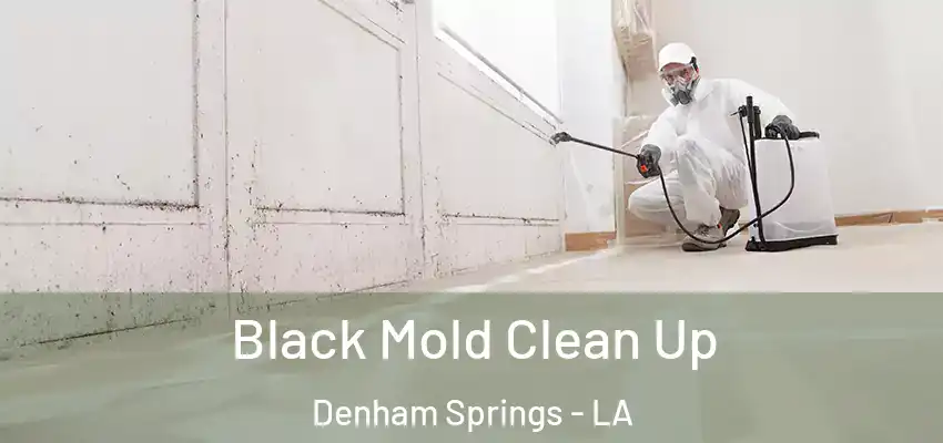  Black Mold Clean Up Denham Springs - LA