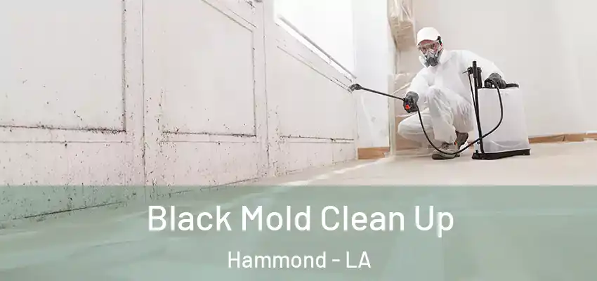  Black Mold Clean Up Hammond - LA