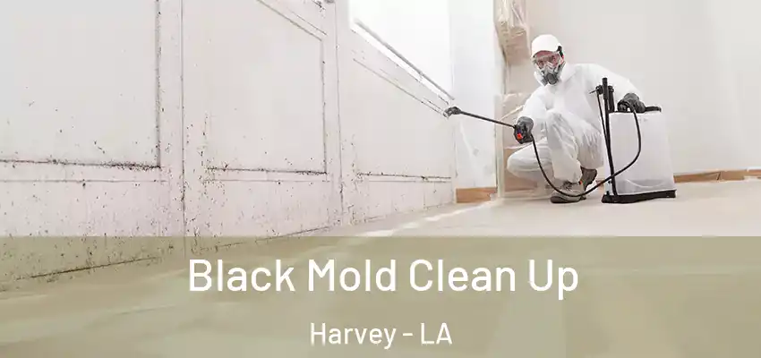  Black Mold Clean Up Harvey - LA