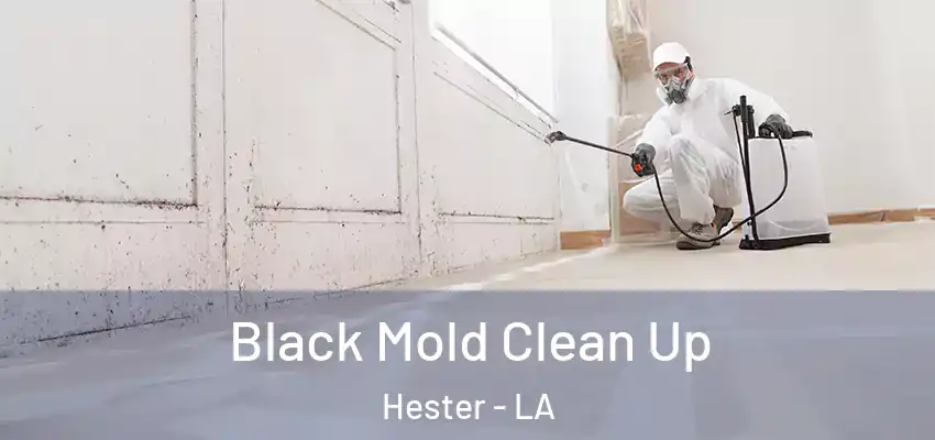  Black Mold Clean Up Hester - LA