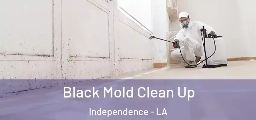  Black Mold Clean Up Independence - LA