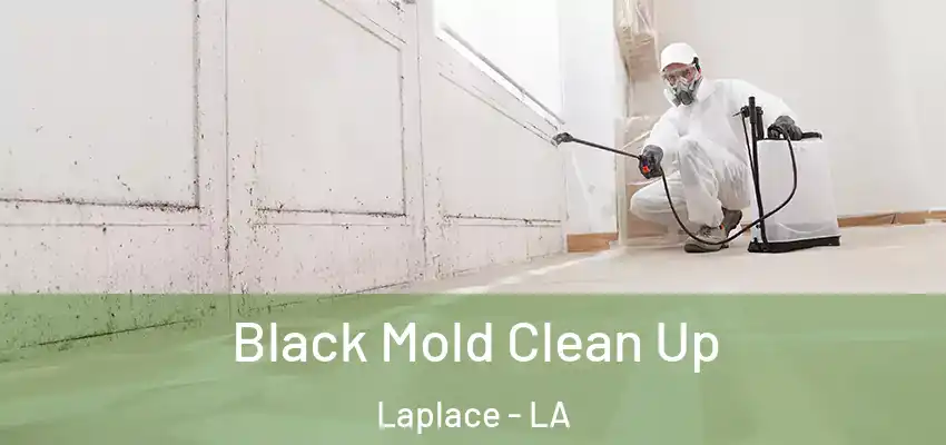  Black Mold Clean Up Laplace - LA