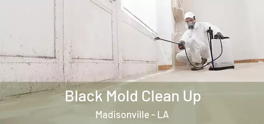  Black Mold Clean Up Madisonville - LA