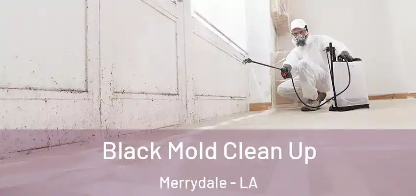  Black Mold Clean Up Merrydale - LA