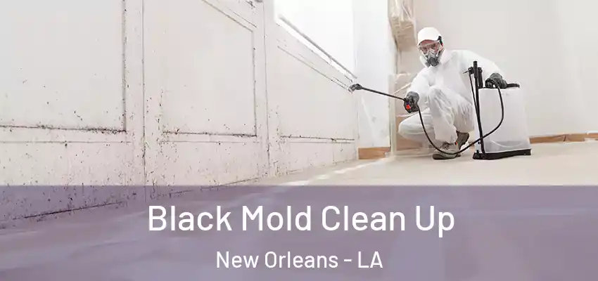  Black Mold Clean Up New Orleans - LA