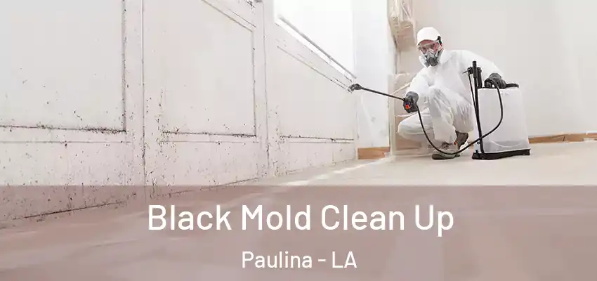  Black Mold Clean Up Paulina - LA
