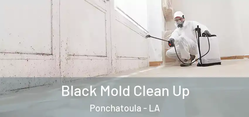  Black Mold Clean Up Ponchatoula - LA