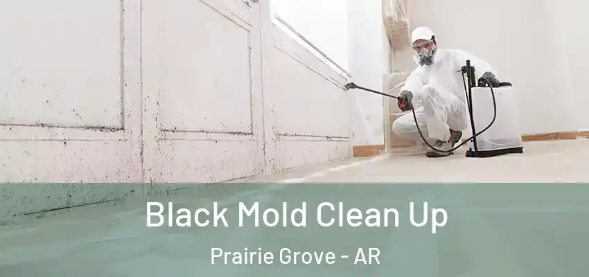 Black Mold Clean Up Prairie Grove - AR