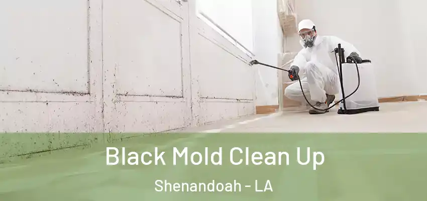  Black Mold Clean Up Shenandoah - LA