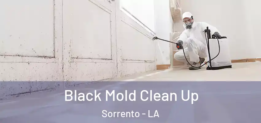  Black Mold Clean Up Sorrento - LA