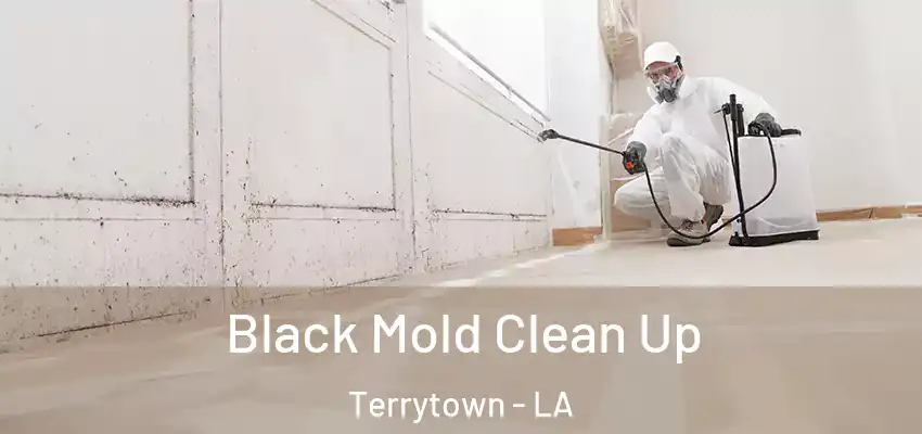  Black Mold Clean Up Terrytown - LA