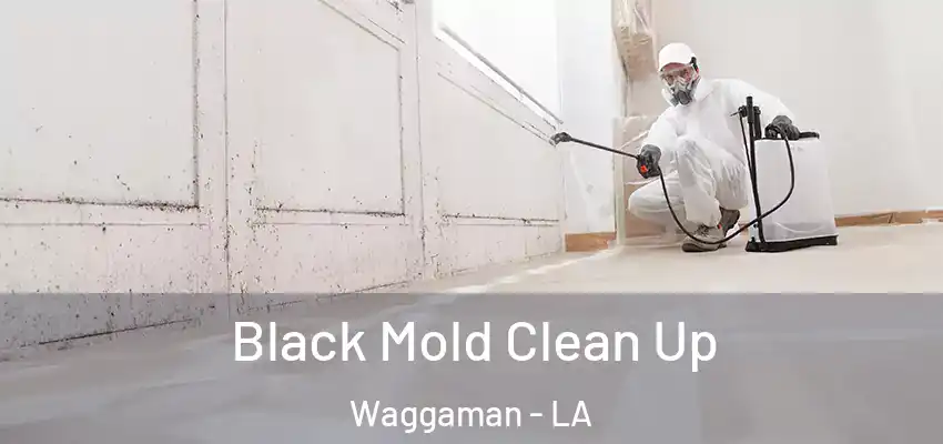  Black Mold Clean Up Waggaman - LA