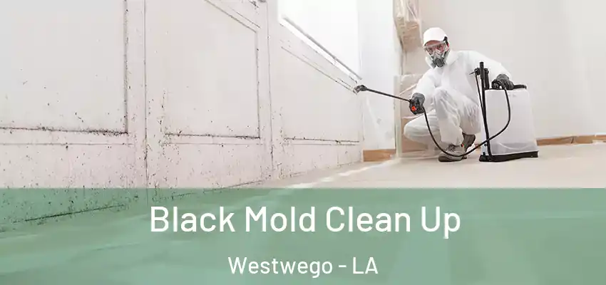  Black Mold Clean Up Westwego - LA