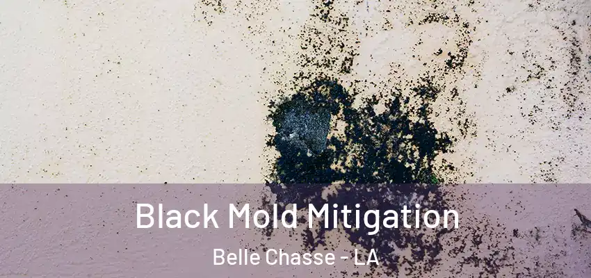  Black Mold Mitigation Belle Chasse - LA