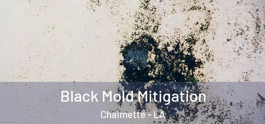  Black Mold Mitigation Chalmette - LA