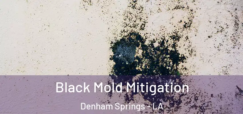 Black Mold Mitigation Denham Springs - LA