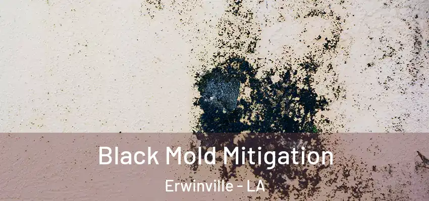  Black Mold Mitigation Erwinville - LA