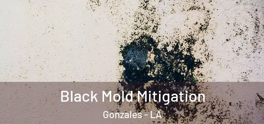  Black Mold Mitigation Gonzales - LA