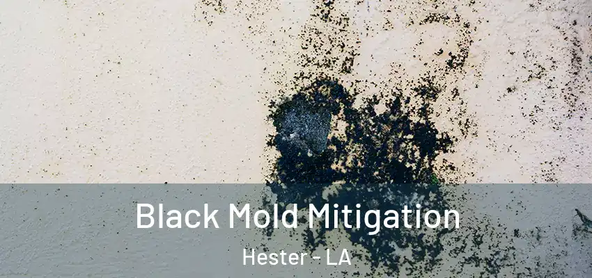 Black Mold Mitigation Hester - LA