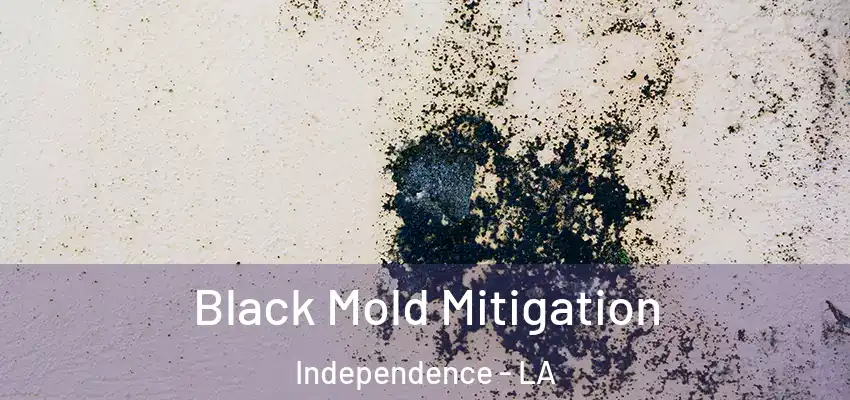  Black Mold Mitigation Independence - LA