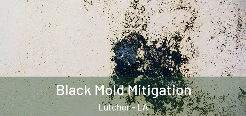  Black Mold Mitigation Lutcher - LA