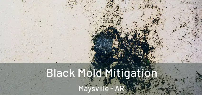  Black Mold Mitigation Maysville - AR