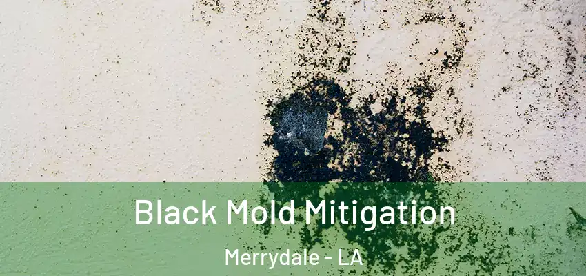  Black Mold Mitigation Merrydale - LA