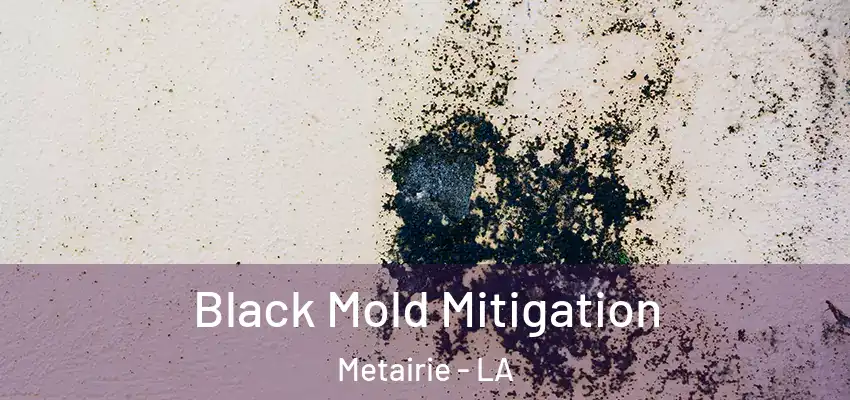 Black Mold Mitigation Metairie - LA