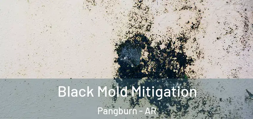  Black Mold Mitigation Pangburn - AR