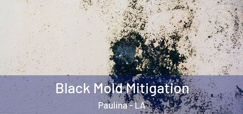  Black Mold Mitigation Paulina - LA