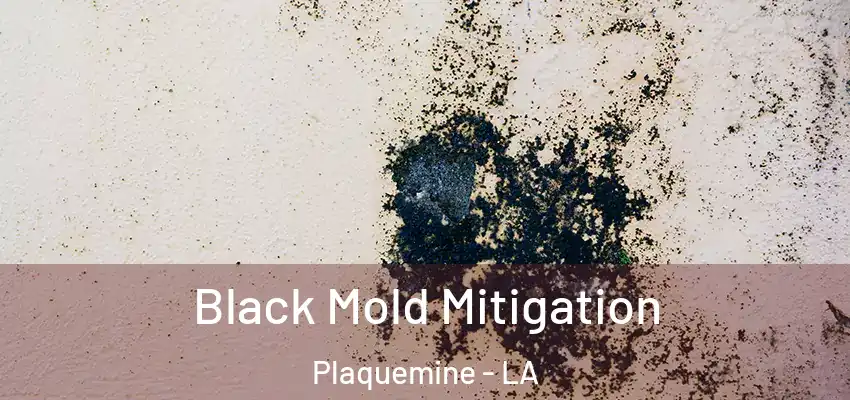  Black Mold Mitigation Plaquemine - LA