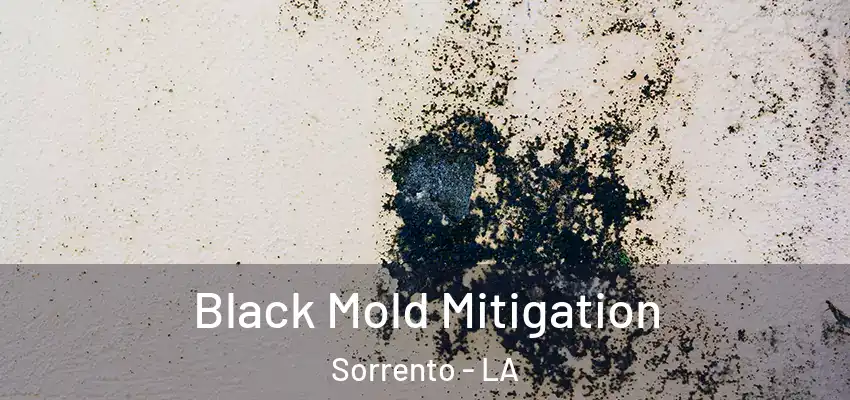  Black Mold Mitigation Sorrento - LA