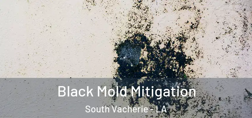 Black Mold Mitigation South Vacherie - LA