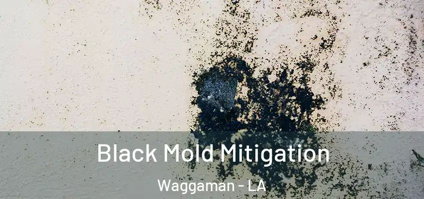  Black Mold Mitigation Waggaman - LA