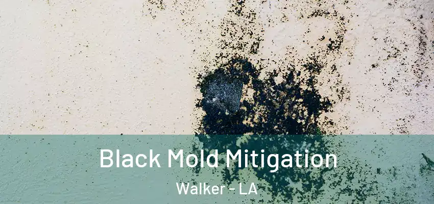 Black Mold Mitigation Walker - LA