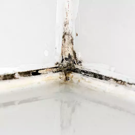 Trusted Black Mold in Shower Experts in Bentonville, AR
