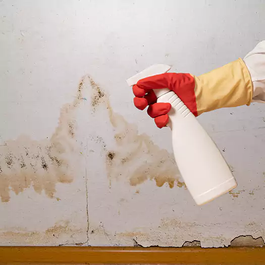 Trusted Black Mold Mitigation Specialists in Bentonville, AR