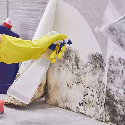 Reliable Mold Abatement Specialists in Bentonville, AR