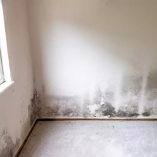 Trusted Mold Cleanup Specialists in Bentonville, AR