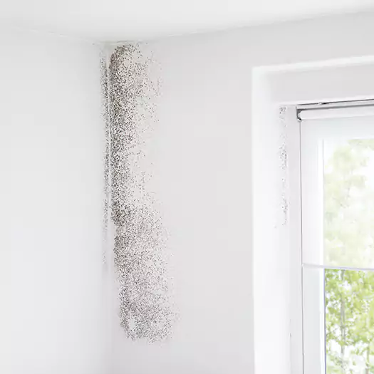 Trusted Mold Eradication Professionals Serving in Bentonville, AR