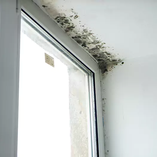 Trusted Mold on Bathroom Ceiling Experts in Bentonville, AR