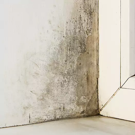 Skilled Mold on Drywall Experts in Bentonville, AR