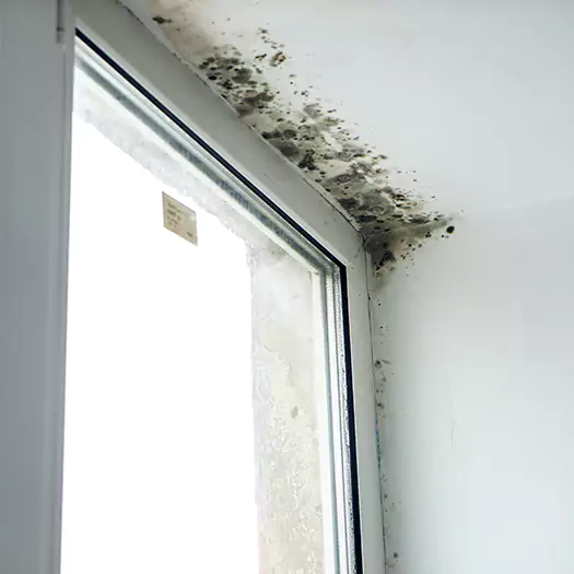 Reliable Mold Treatment Specialists in Bentonville, AR