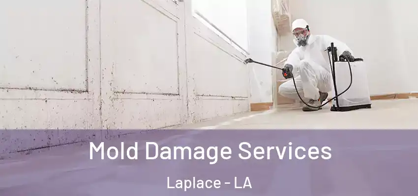  Mold Damage Services Laplace - LA