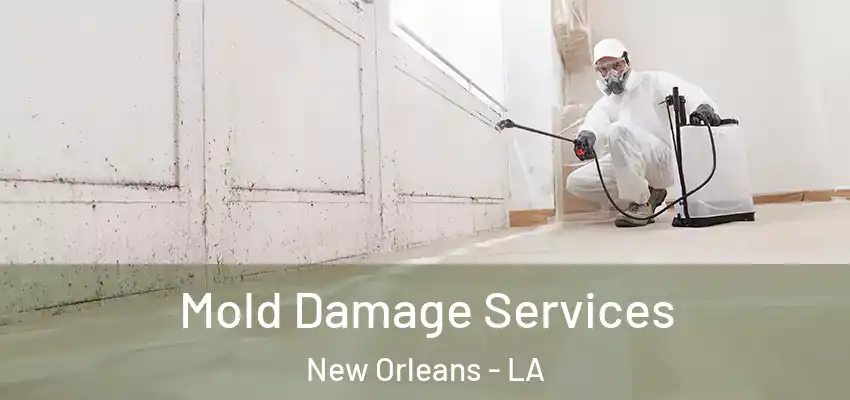  Mold Damage Services New Orleans - LA