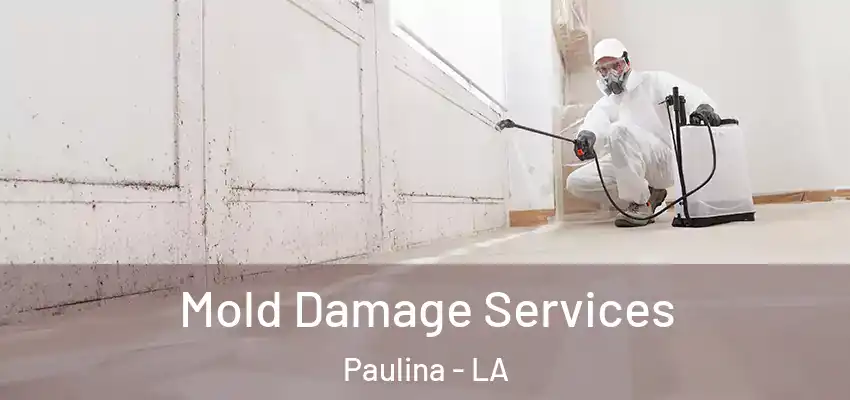  Mold Damage Services Paulina - LA