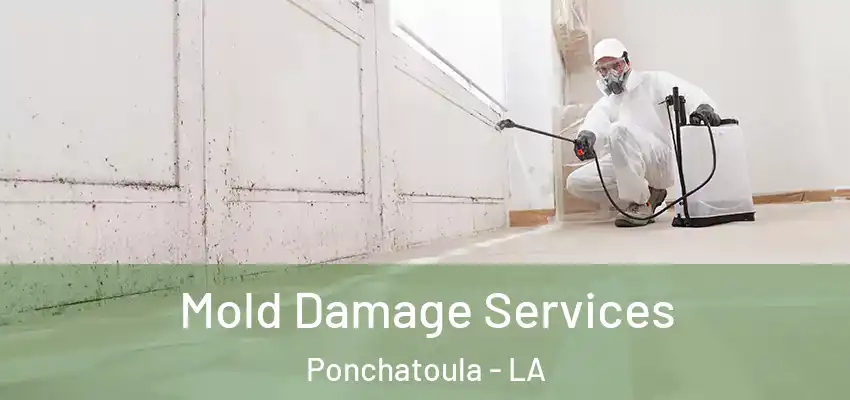  Mold Damage Services Ponchatoula - LA