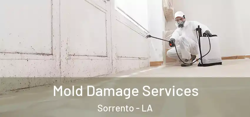  Mold Damage Services Sorrento - LA